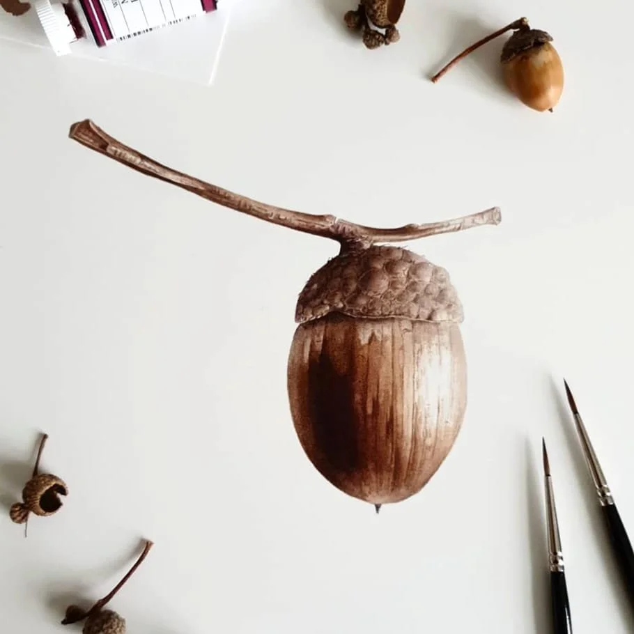 acorn for framing 2.jpg