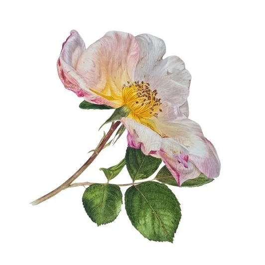 Image shows a decaying pink rose against a white background