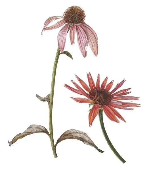RHS Echinacea series Sundown by Jarnie Godwin.jpg
