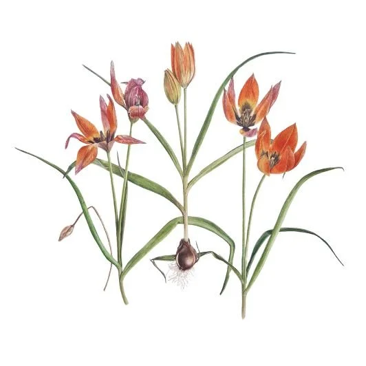 Tulipa orphanidea (Whitallii Group) 'Major'.jpg