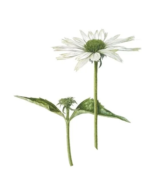 Echinacea virgin echinacea series RHS by jarnie Godwin.jpg