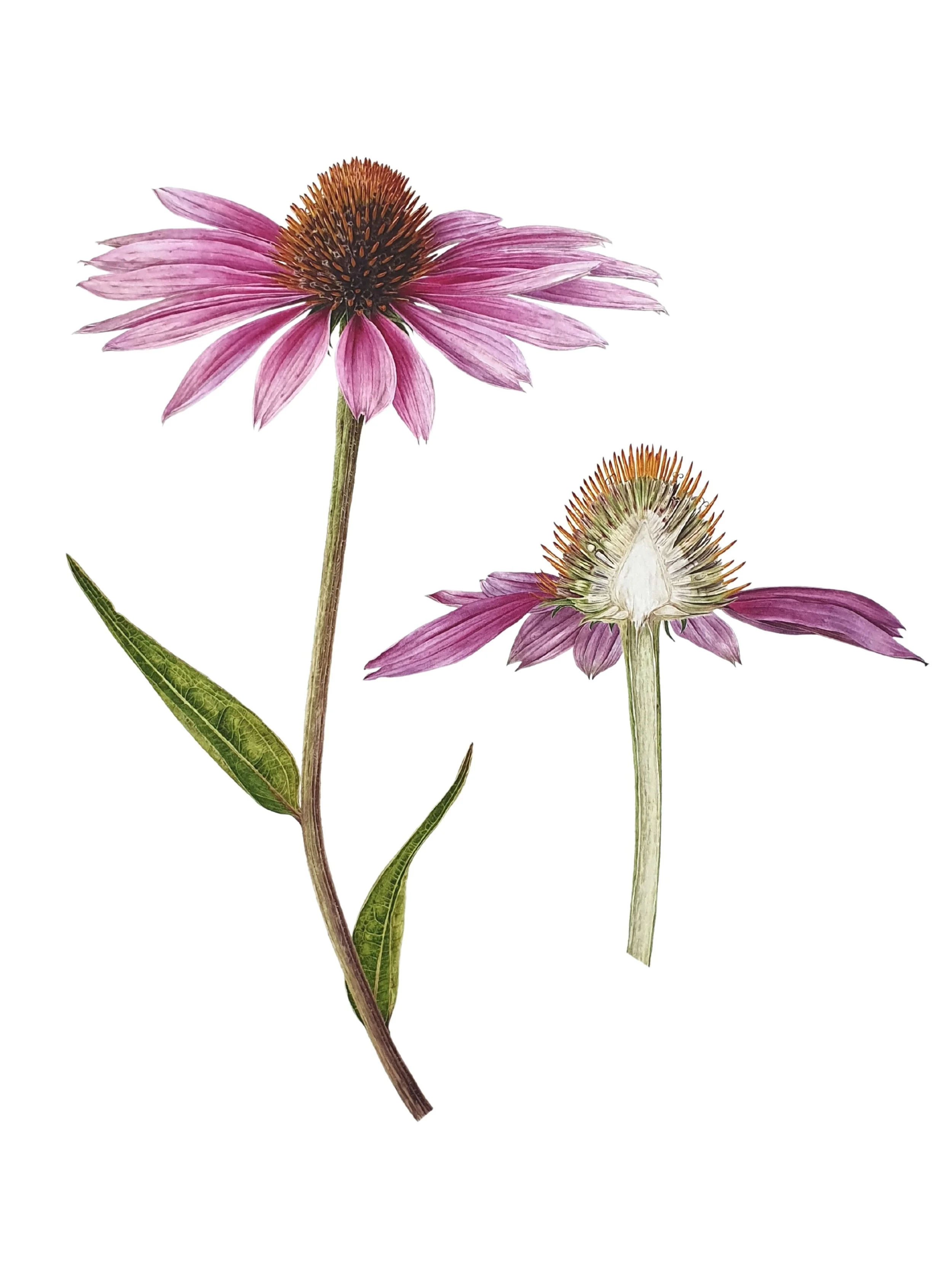 Jarnie Godwin RHS series Echinacea purpurea 'Magnus'.jpg