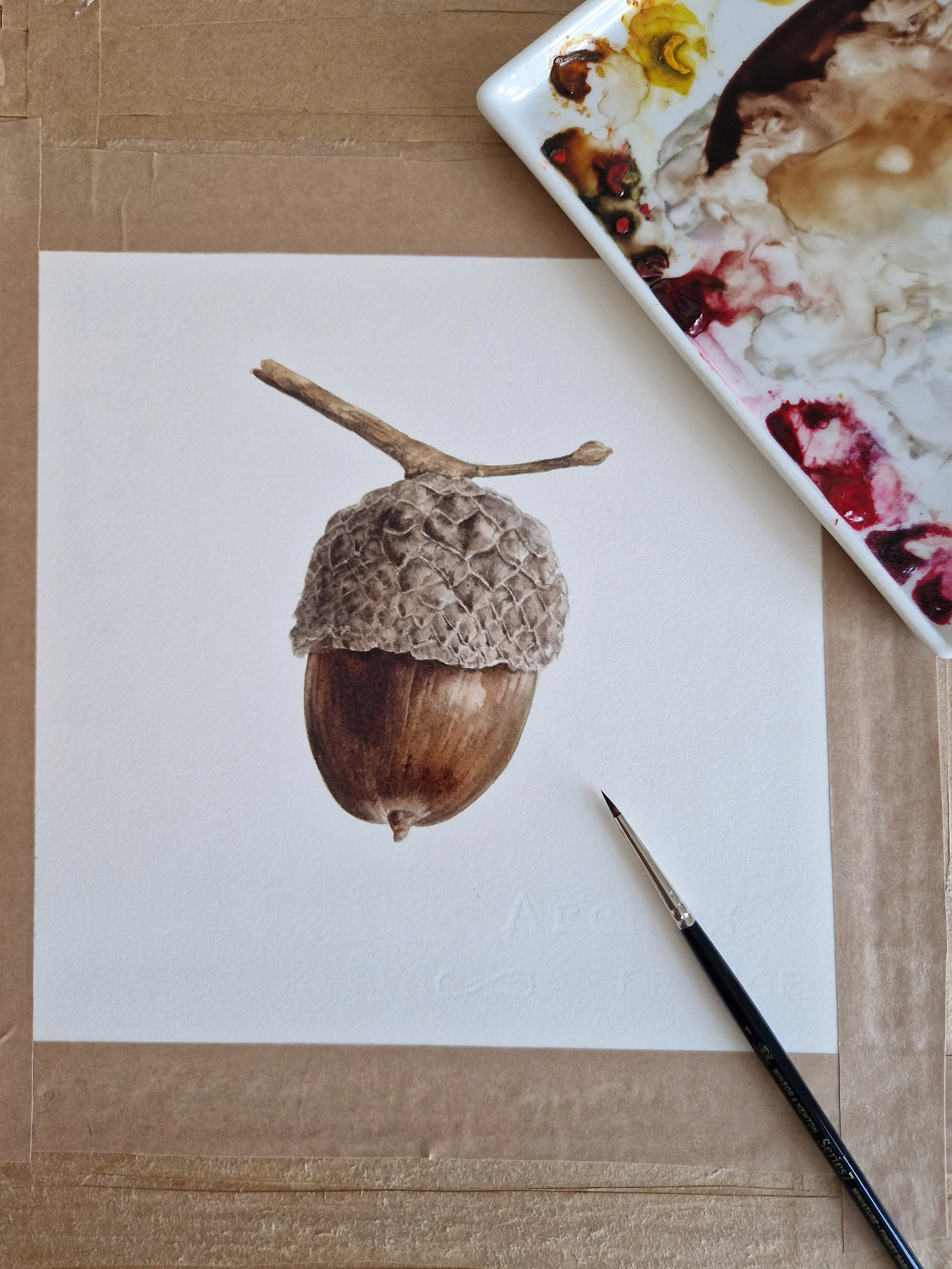 acorn 3.jpg