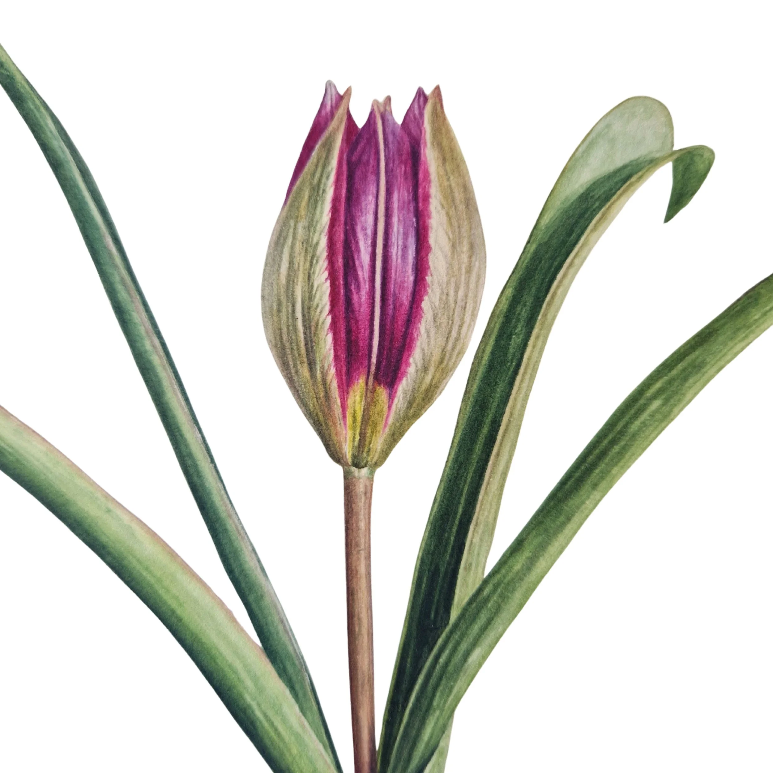 Picture of a deep pink and green tulip flower bud with green leaves on a white background 