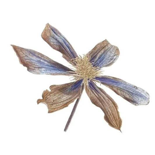 Clematis Arabella watercolour by Jarnie Godwin.jpg