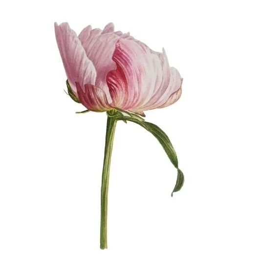 peony bud watercolour by Jarnie Godwin.jpg