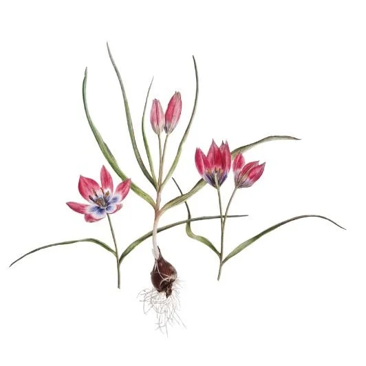 Tulipa 'Little Beauty'.jpg