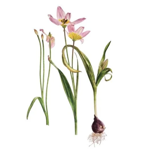 Tulipa saxatilis (Bakeri Group) 'Lilac Wonder'.jpg