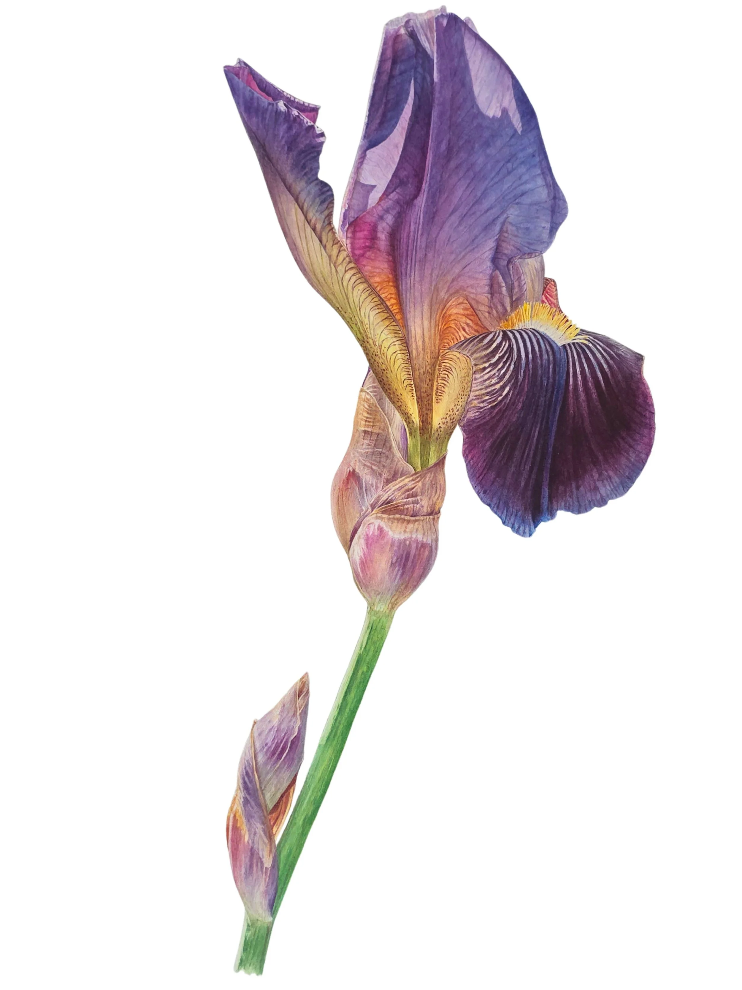 Painting of a deep purple iris flower on a white background