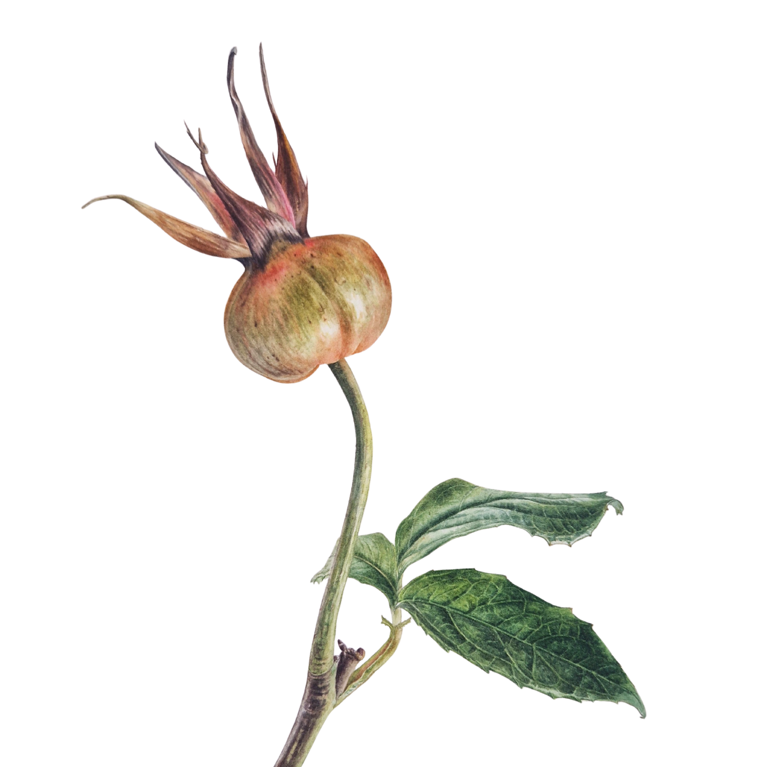 Rose hip 2025 finished.png