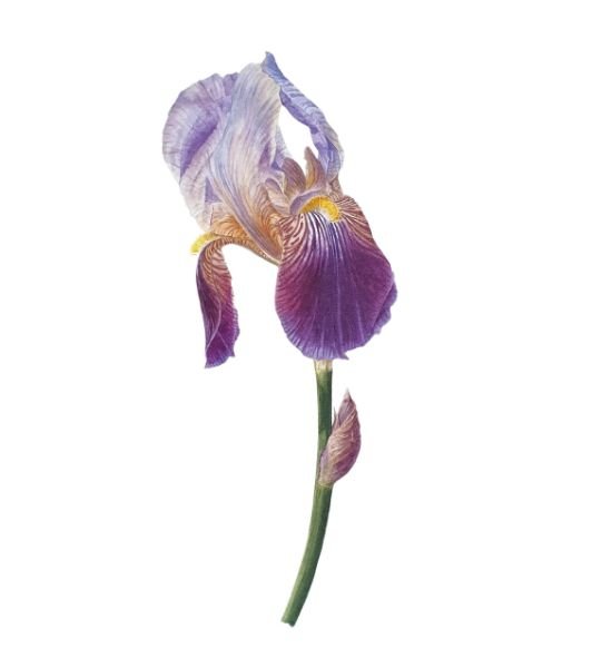 Iris