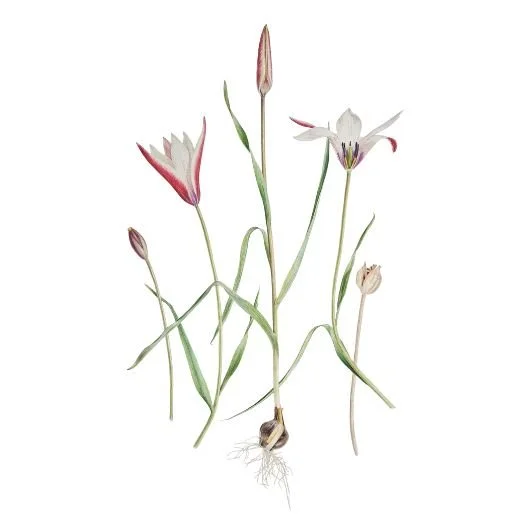 Tulipa clusiana 'Peppermint Stick'.jpg