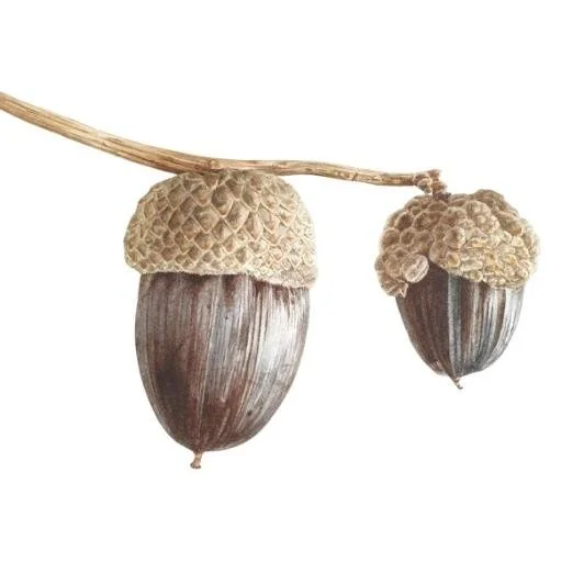 Acorn 532.jpg