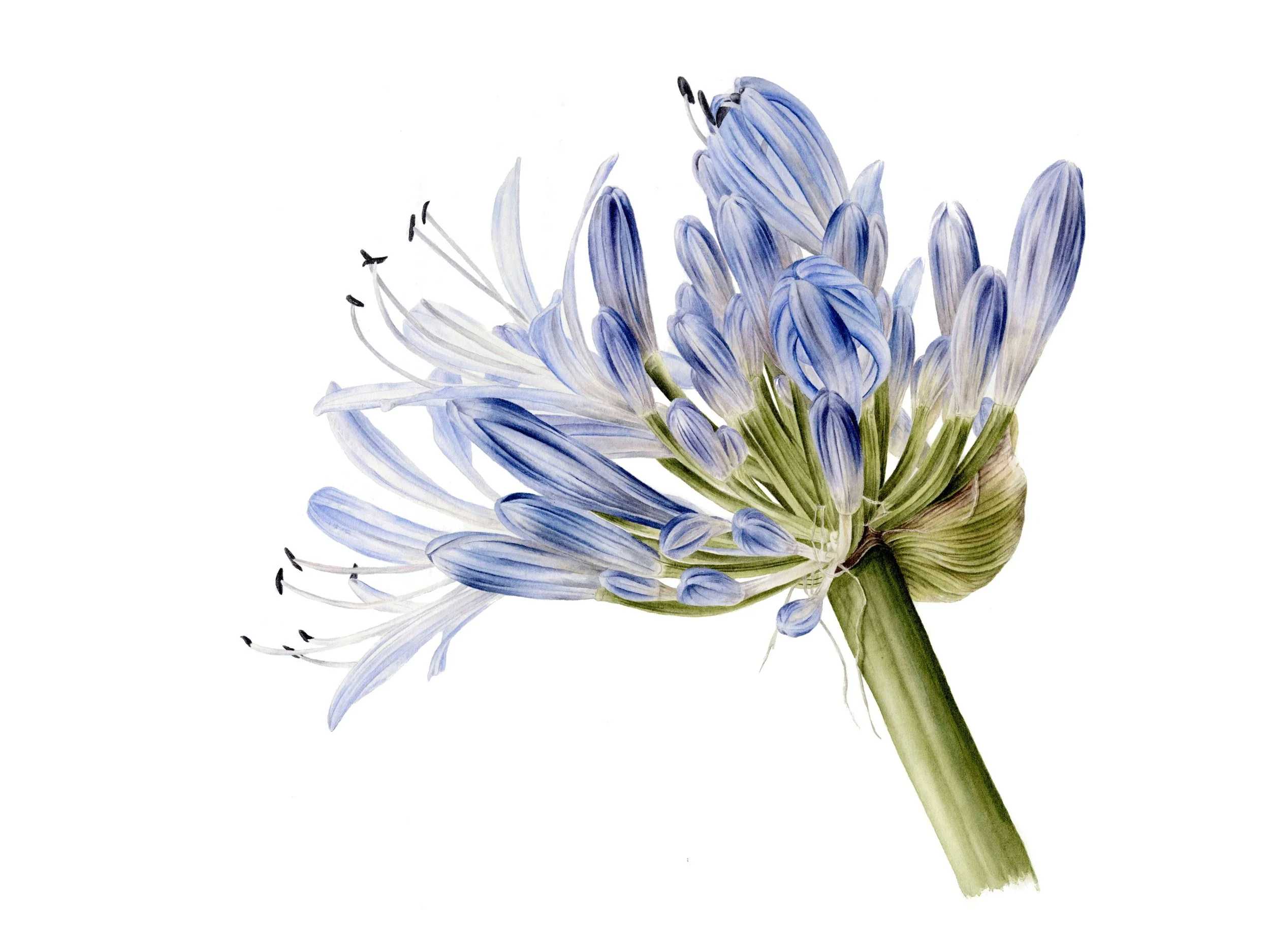 Picture of a bright blue flower on a white background.