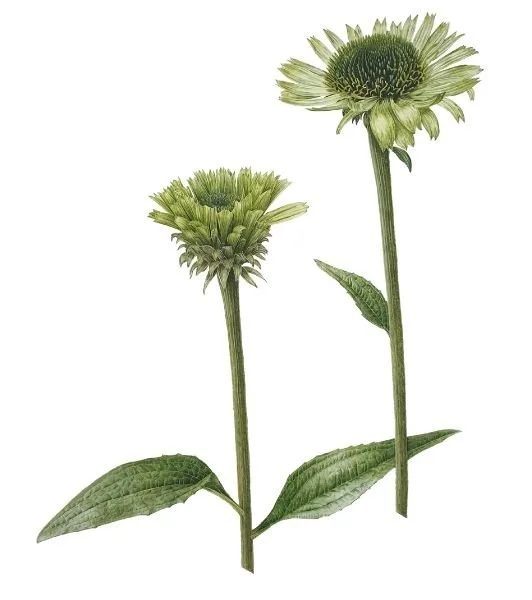Echinacea green jewel by jarnie godwin.jpg