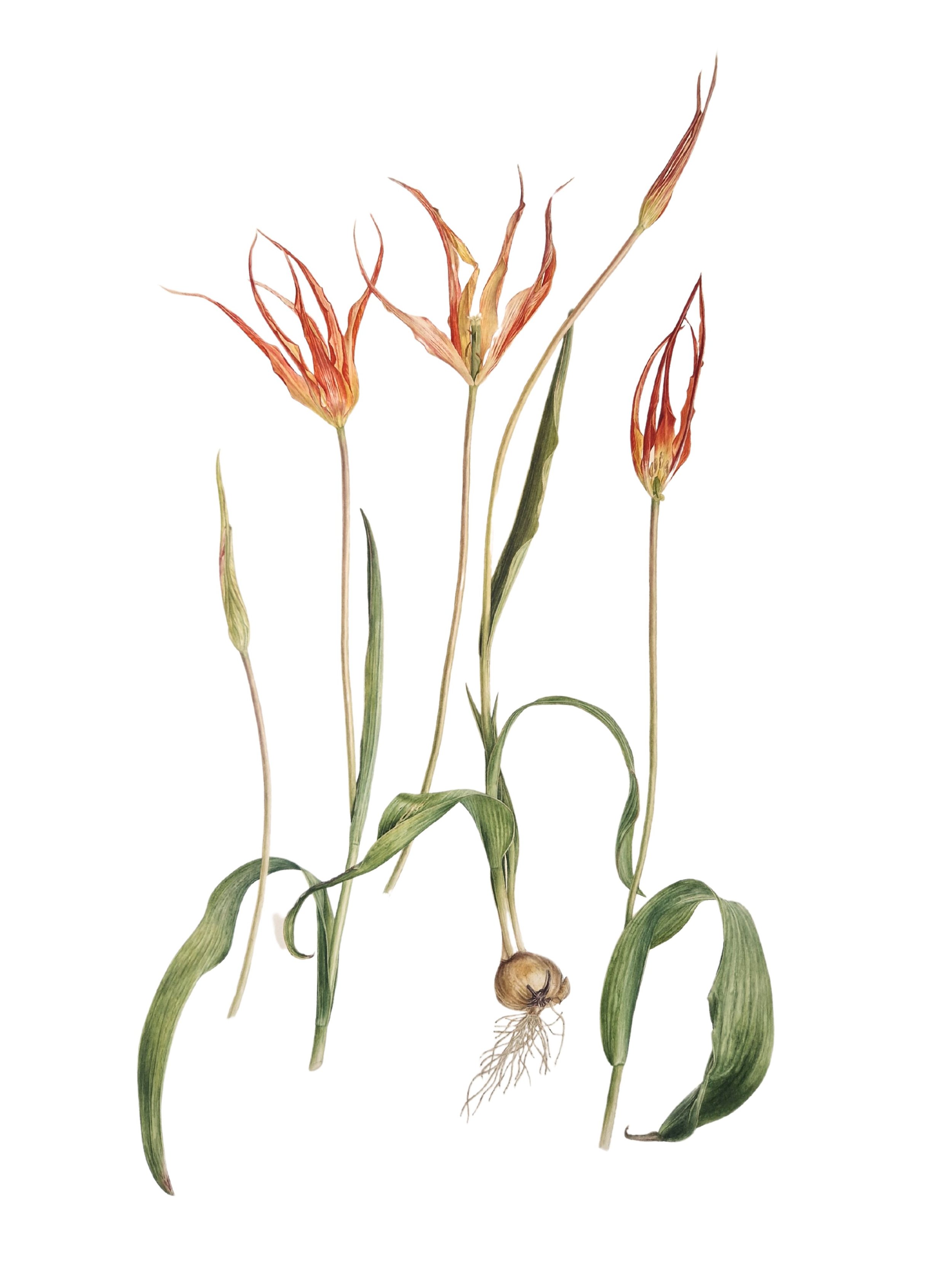 Tulipa 'Cornuta'.jpg