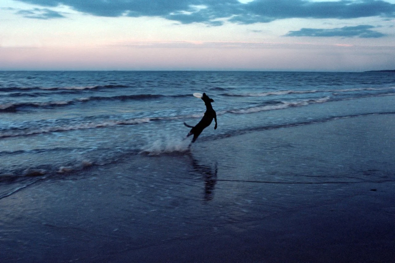 Dog frisbee Aug 2023.jpeg