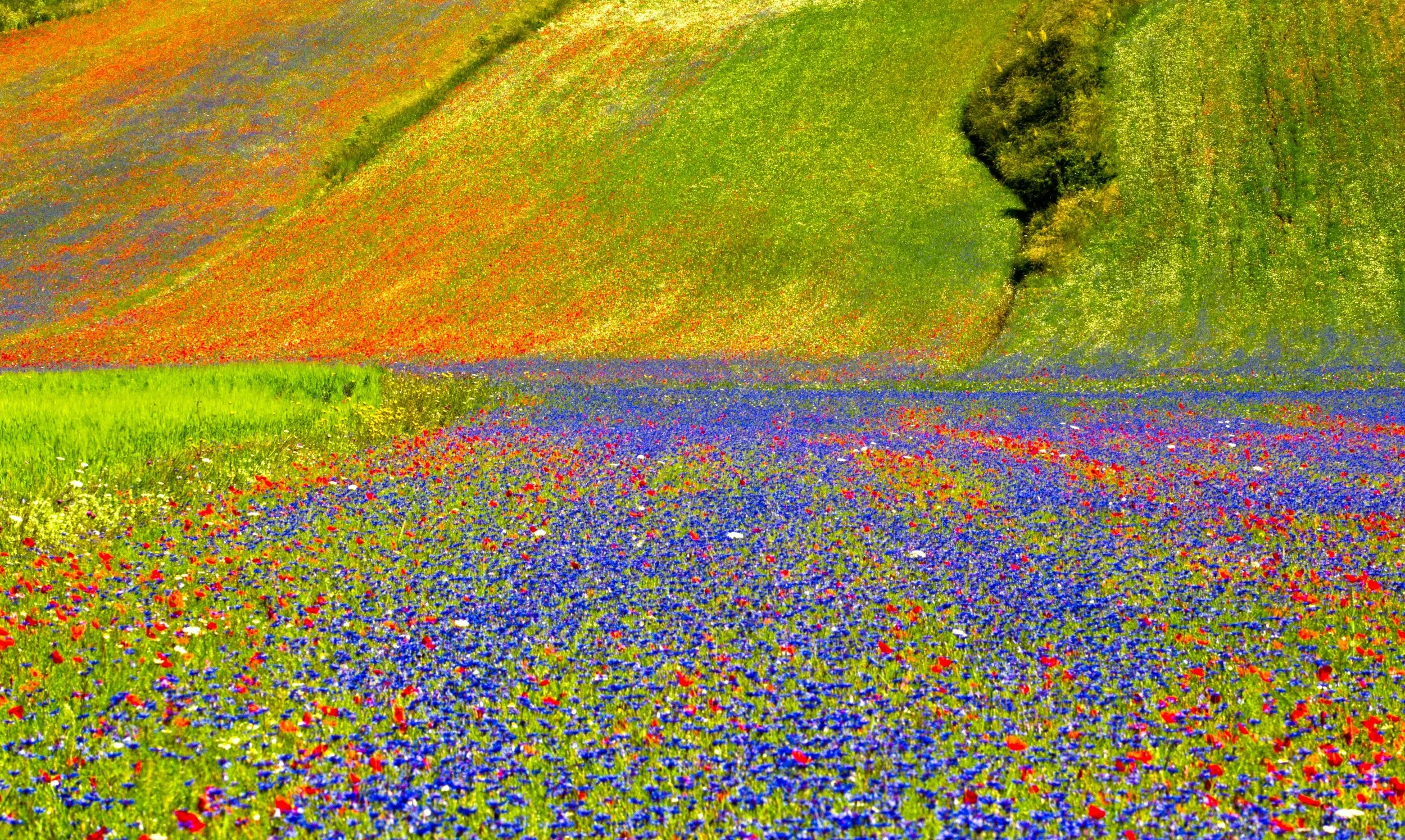 A vibrant field of wildflowers with a green grassy area and rolling hills in the background under a clear sky.
