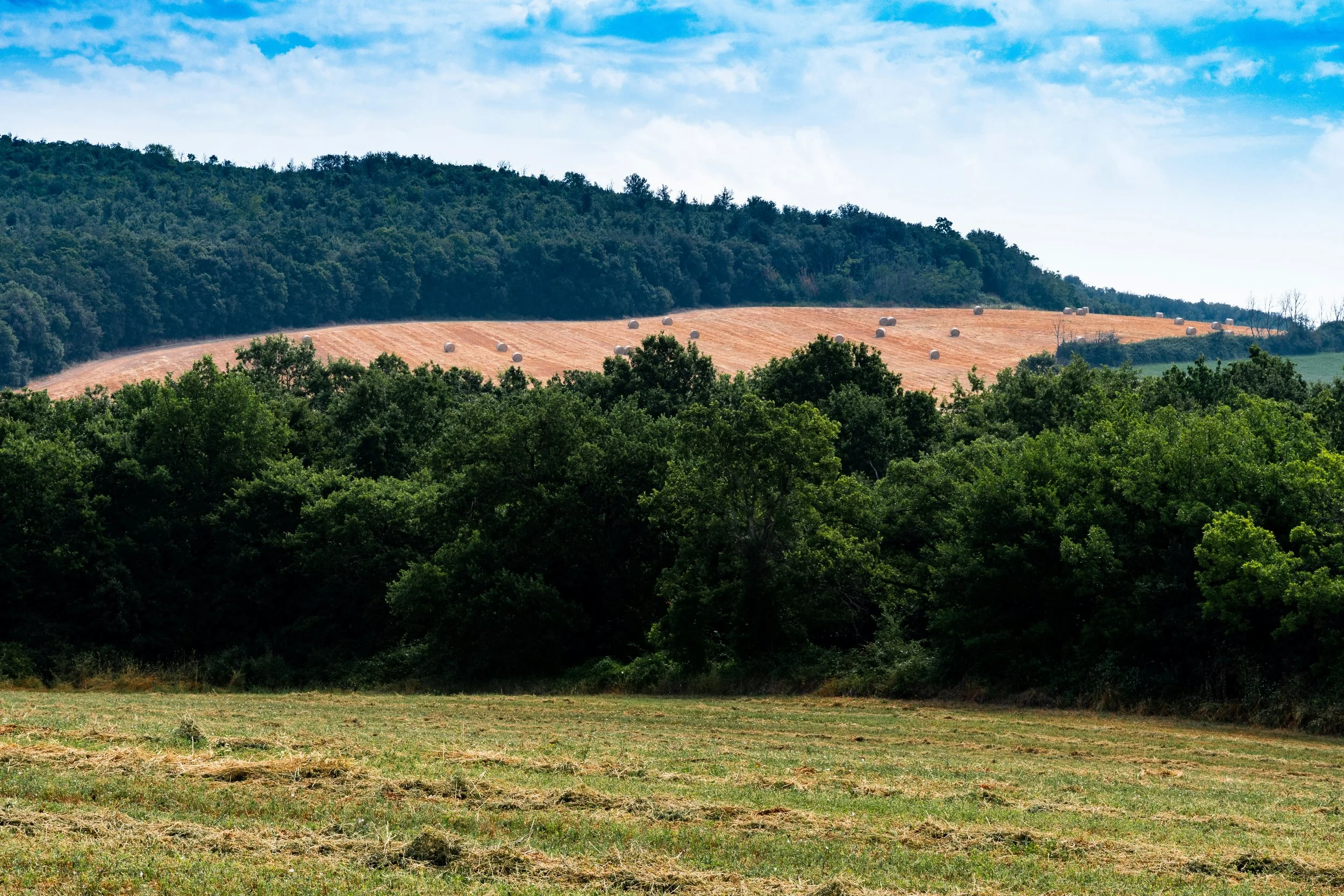 Scenic landscape with green trees in the foreground, a hill with hay bales in the middle, and a blue sky with scattered clouds in the background.