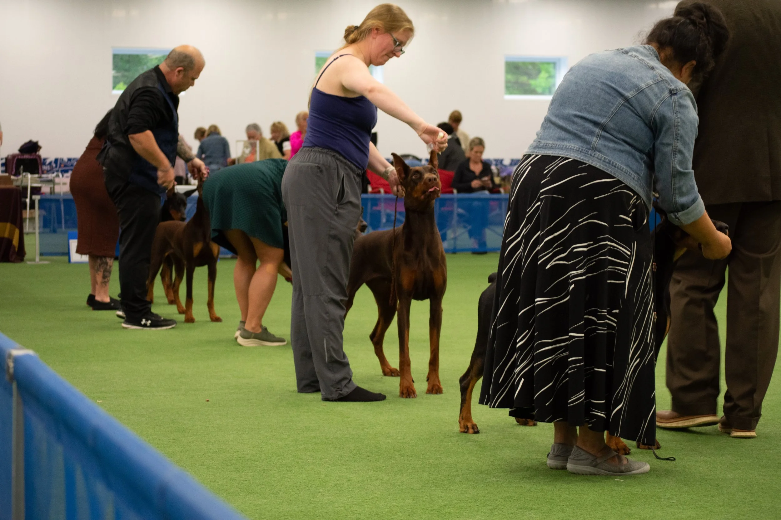 Conformation show #3