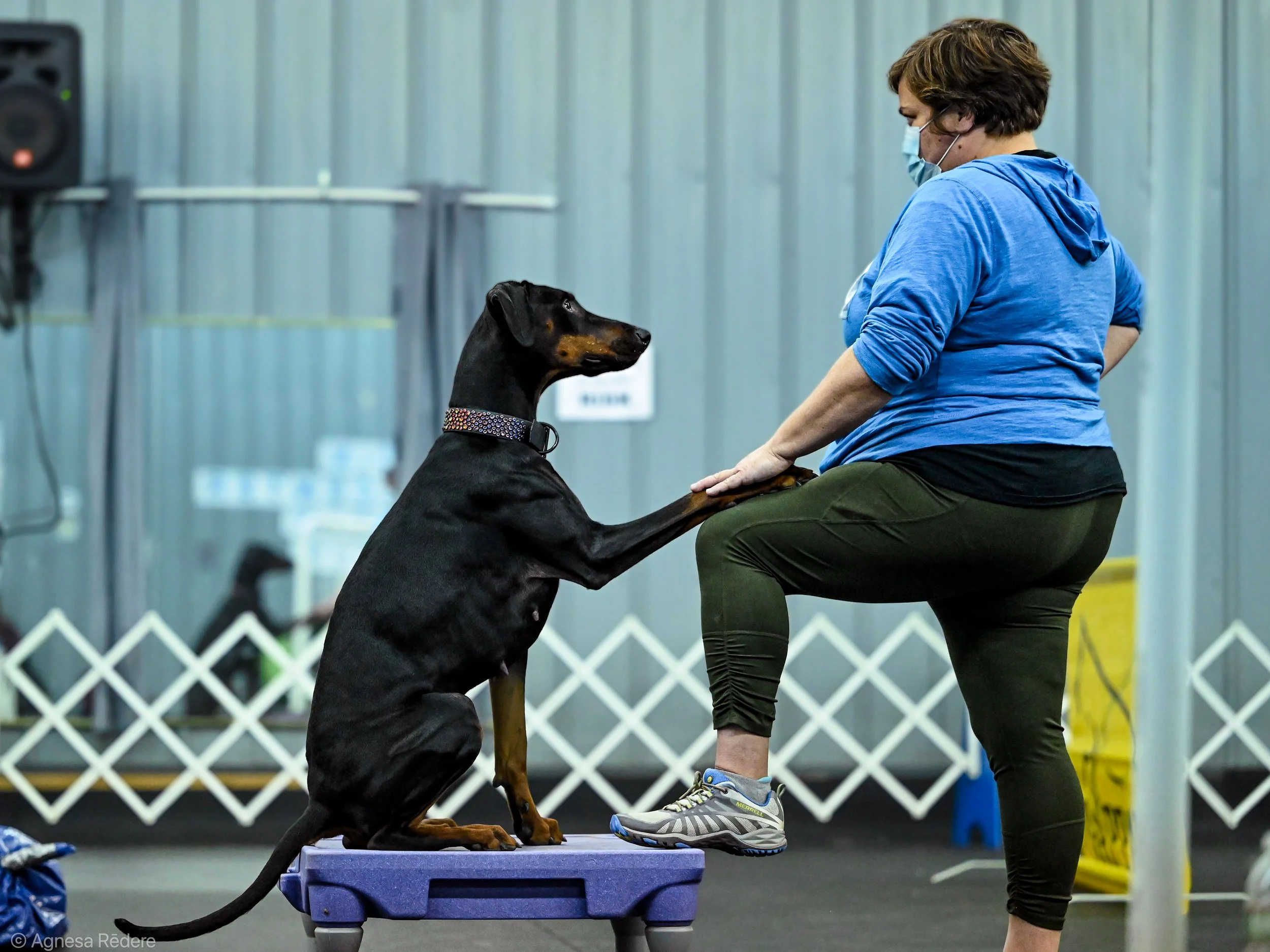 6/4: Big 5 Exercises with Kim Somjen DVM CCRP cVMA