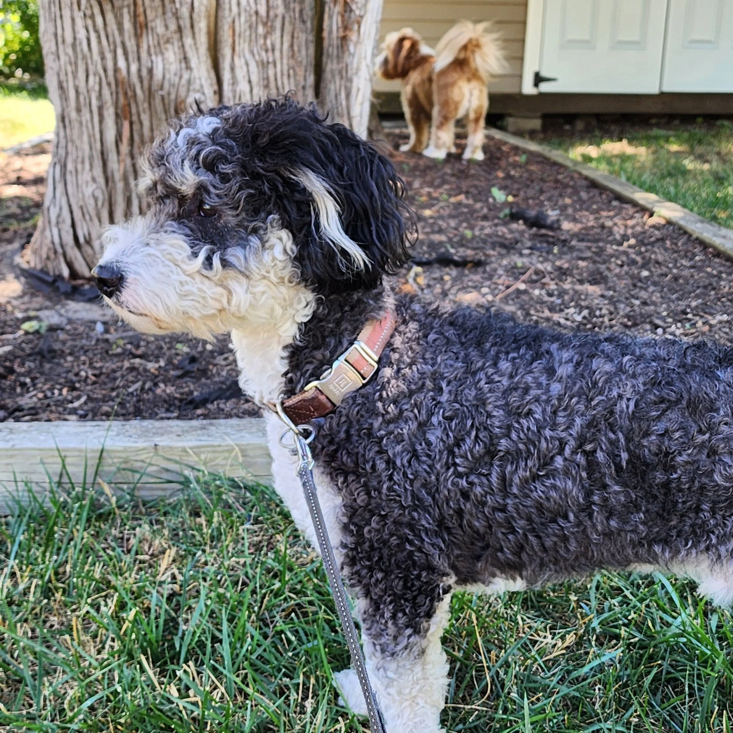 Two curly haired dogs in a yard with green grass and brown mulch and a tree trunk in the background.