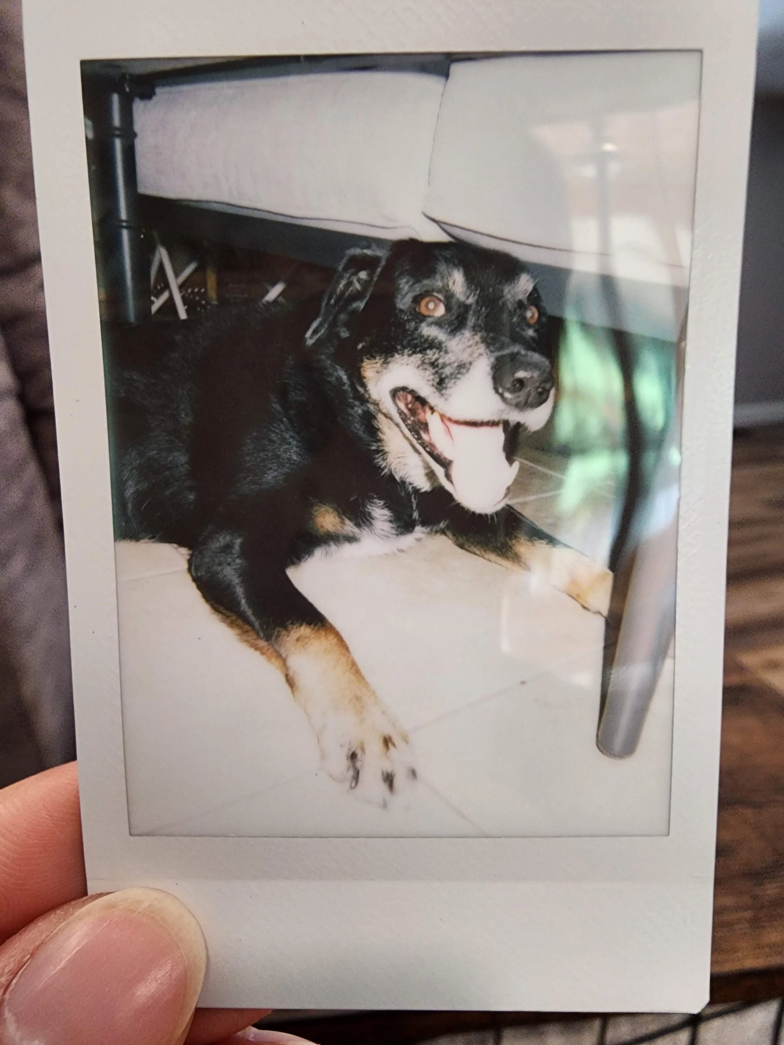 An instant film photo of a dog lying on the ground. His tongue is sticking out as he grins at the camera.