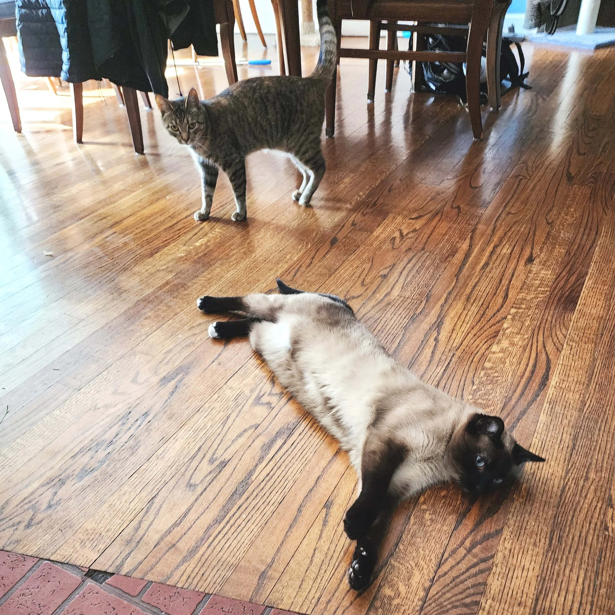 Two cats are on a hardwood floor. One cat, a Siamese, is lying down on its side and the other cat, a tabby, stands slightly farther away.