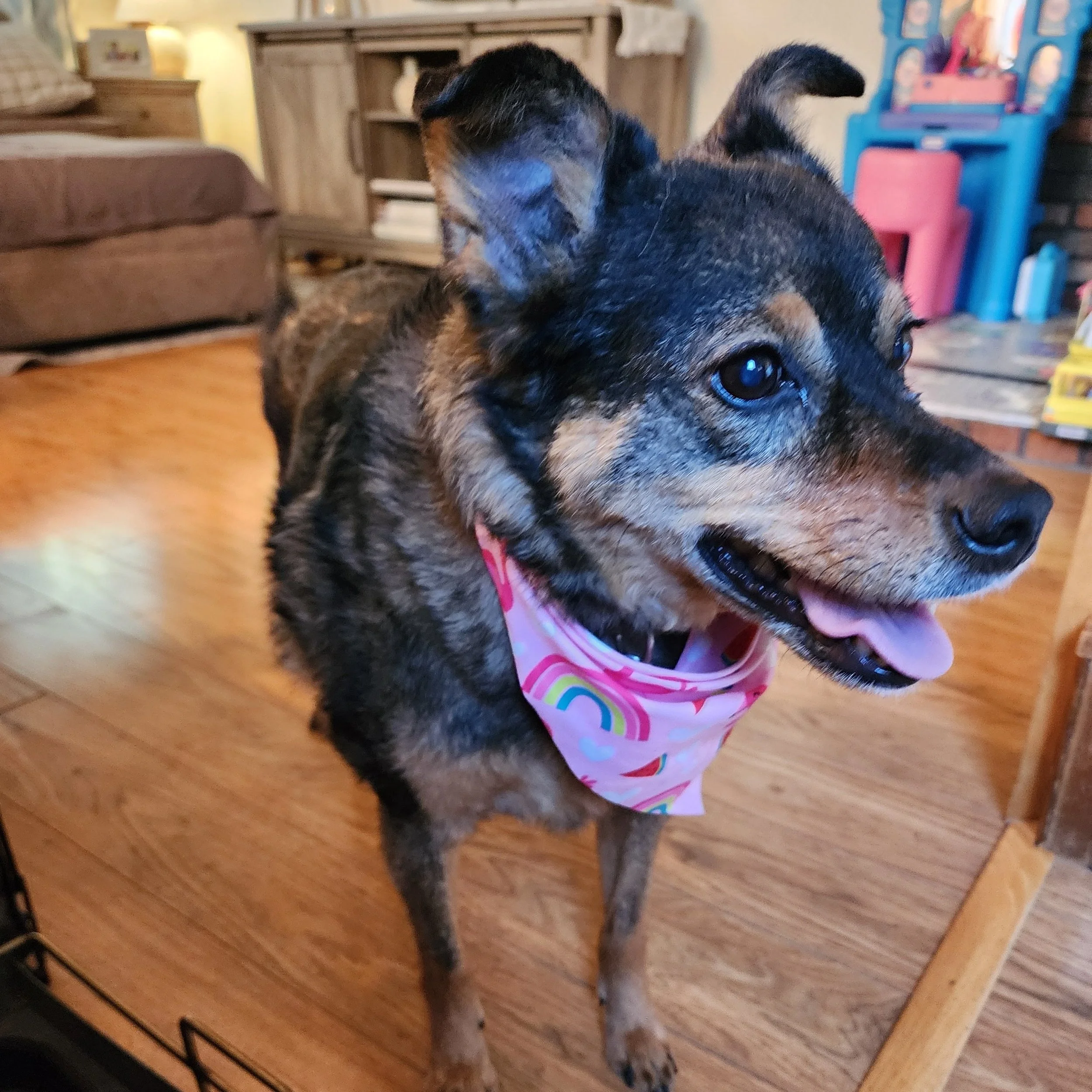 A small 20 lb dog with upright ears that are curved at the ends and a pink bandana around its neck smiles at the camera.