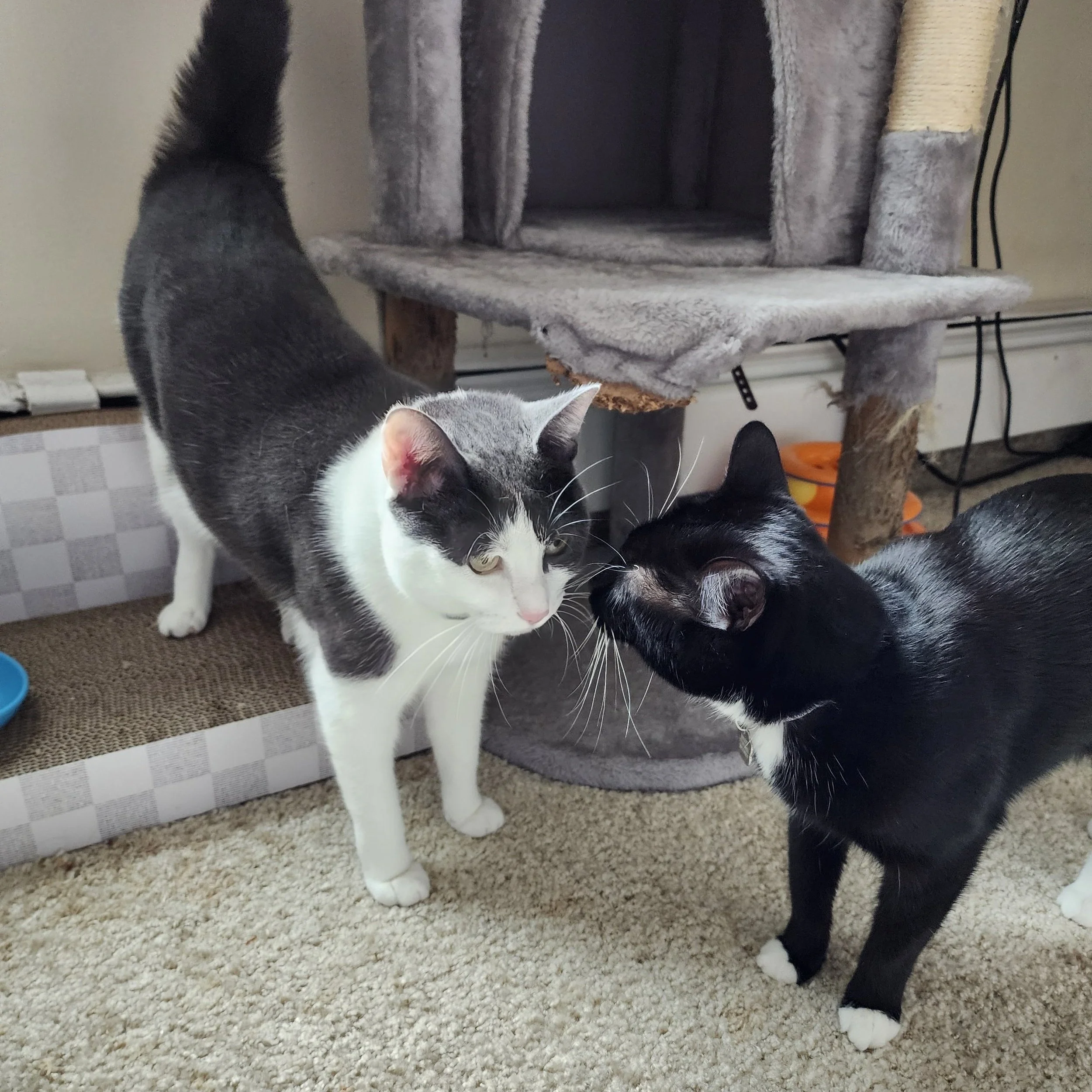 Two cats, a black and white tuxedo and a white and gray cat are standing next to each other, touching noses.