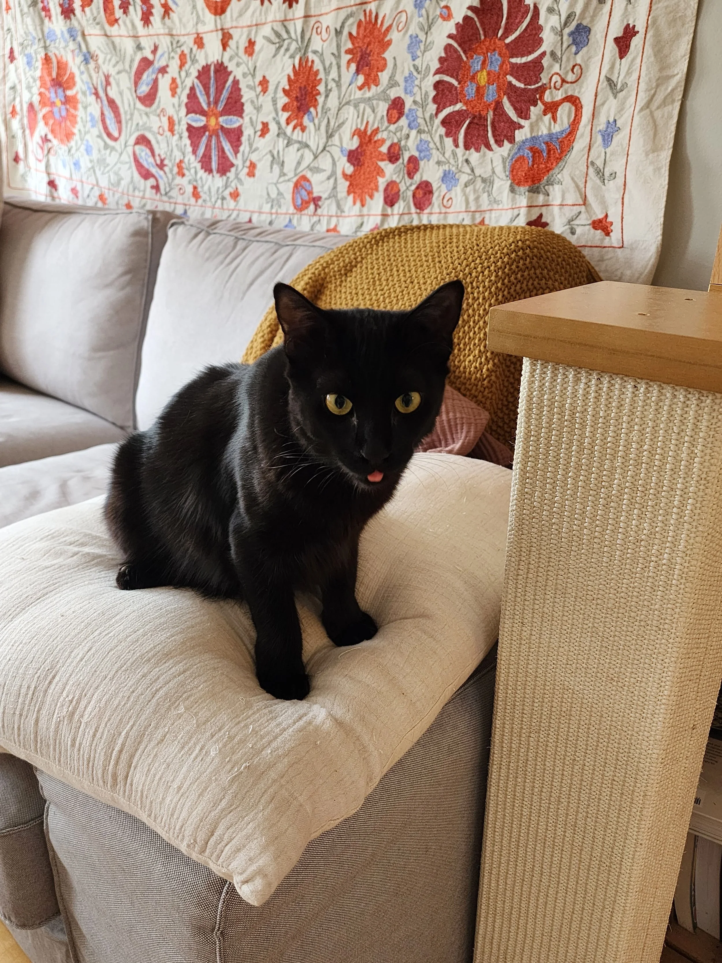 A small black kitten sits on a white pillow on a beige couch. Her eyes are yellow and her pink tongue is sticking out a little.