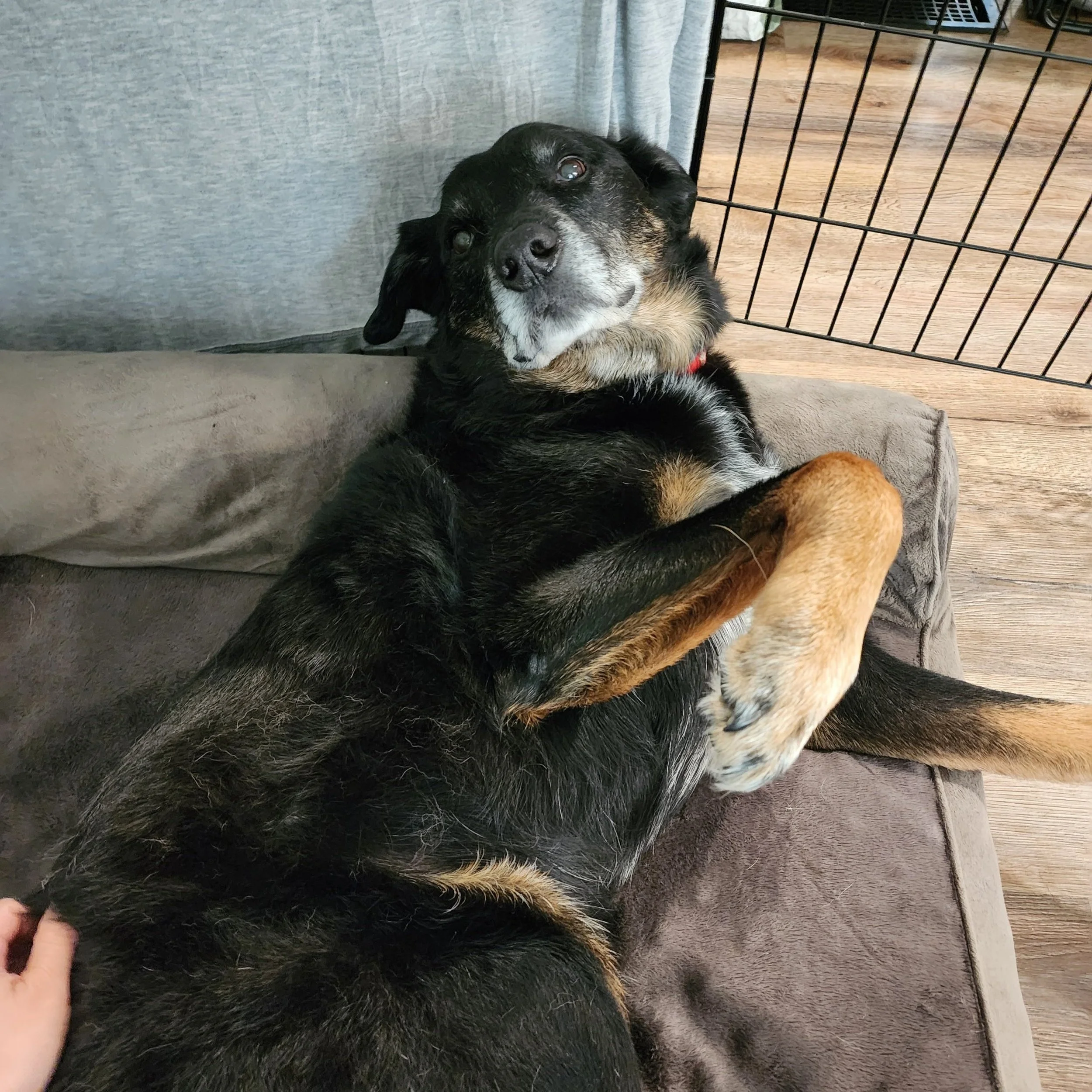 An older dog with brown and black fur lies on its back on a dog bed in front of a crate.