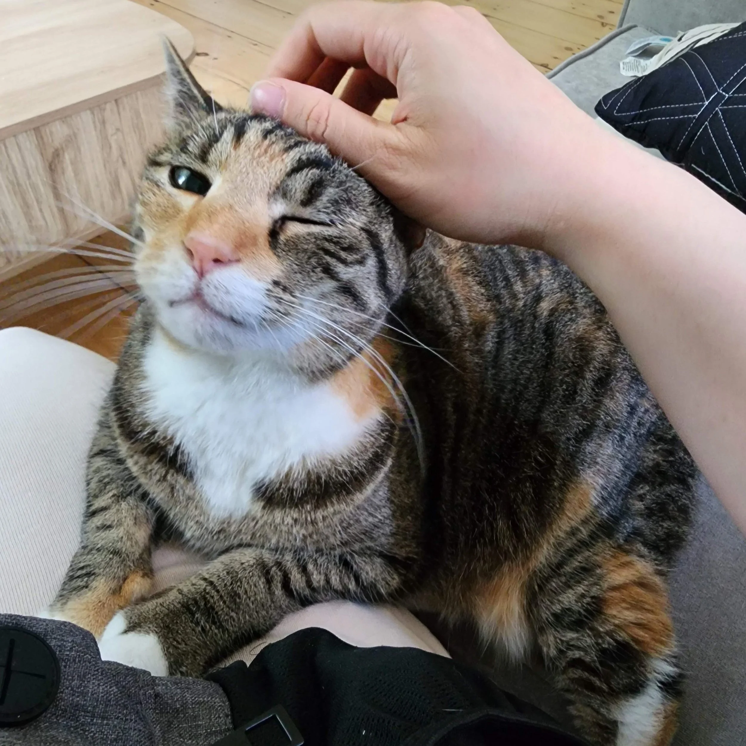 A tabby cat sits on a woman's lap with its ears pointed slightly back. The cat is winking with her left eye closed.