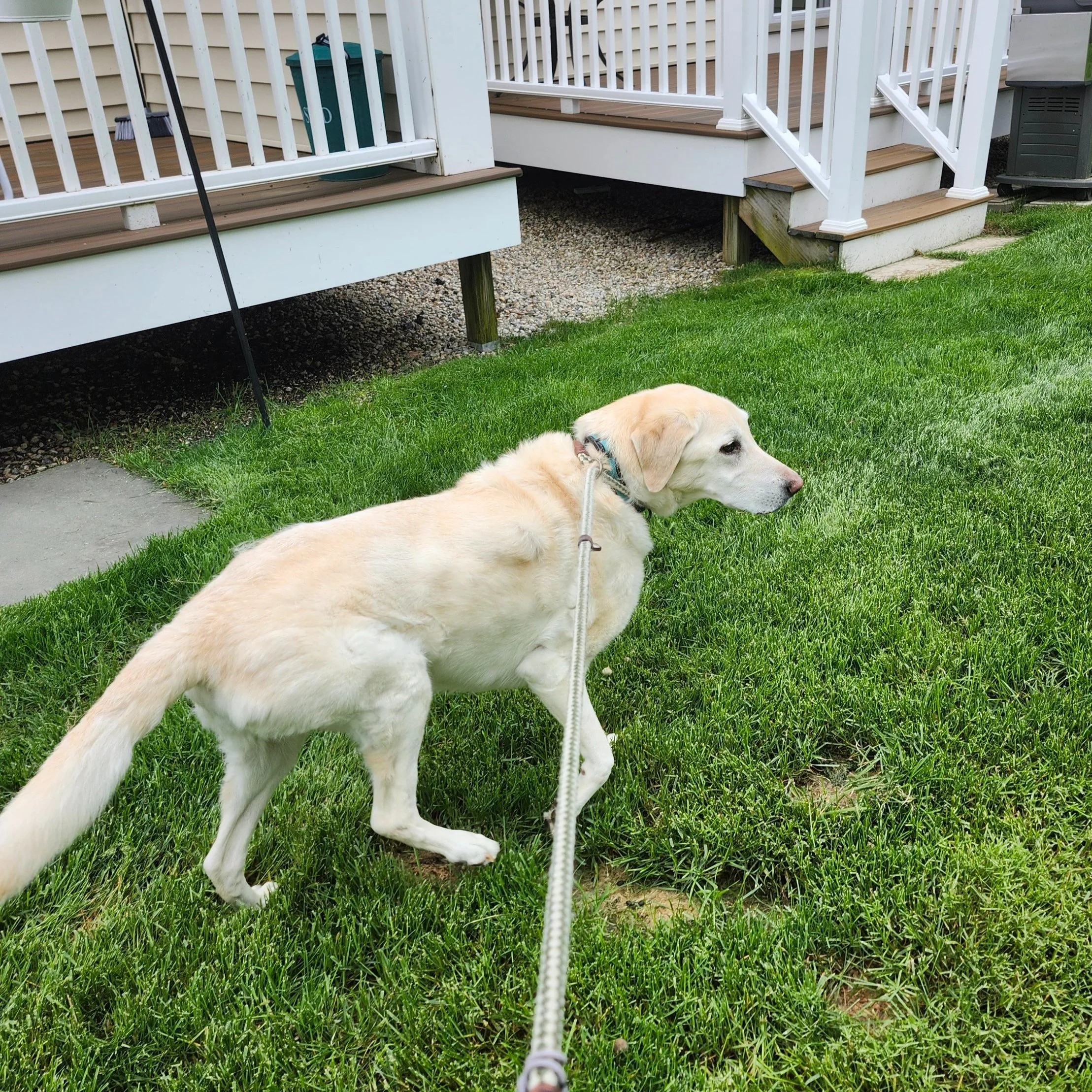 A senior yellow labrador retrieve is walking on a leash in a green grass yard with a white porch in the background.
