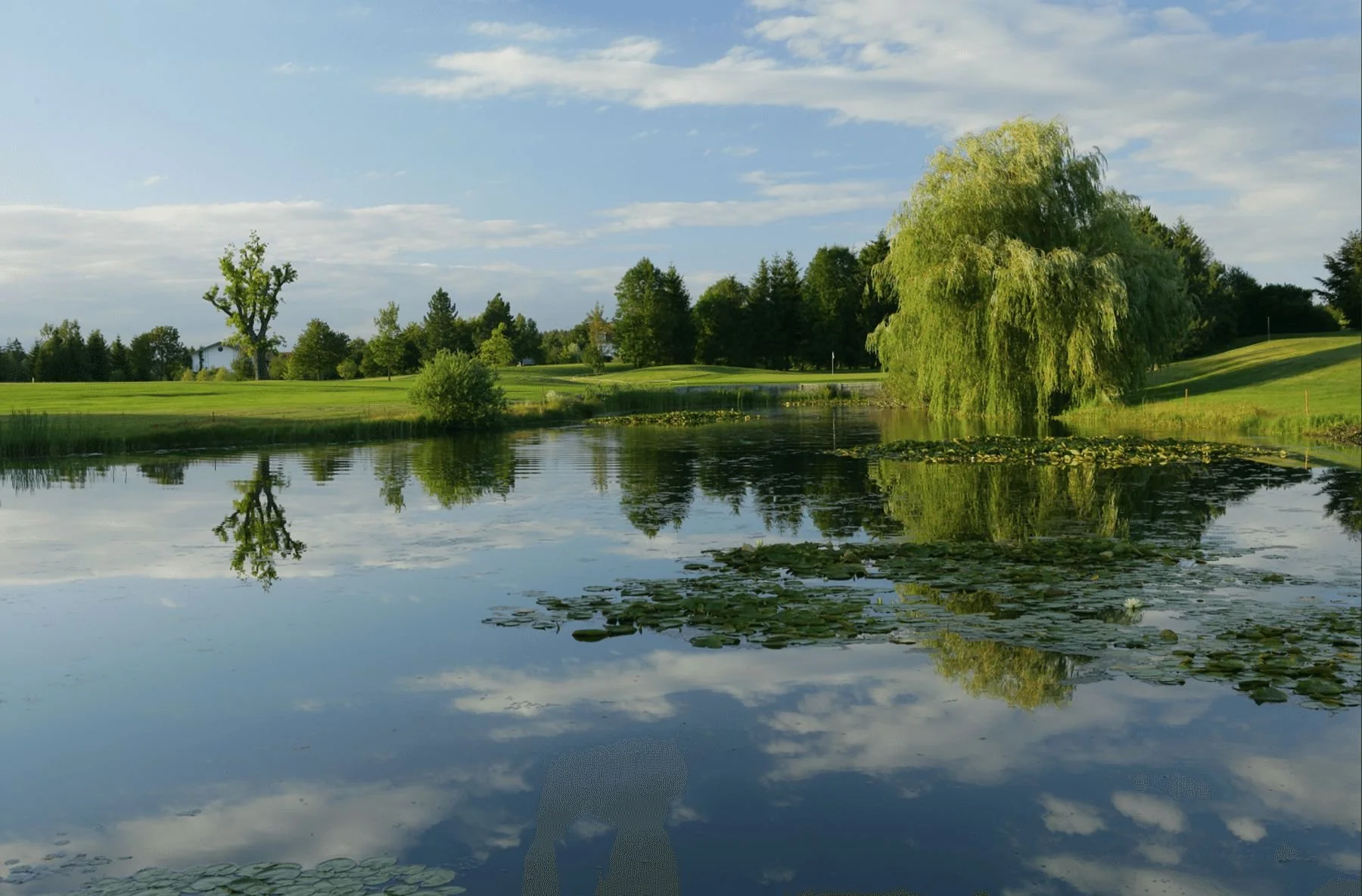 Ein ruhiger Teich mit Wasserlilien, umgeben von grünen Wiesen und Bäumen, einschließlich einer großen Weide, bei sonnigem Himmel.