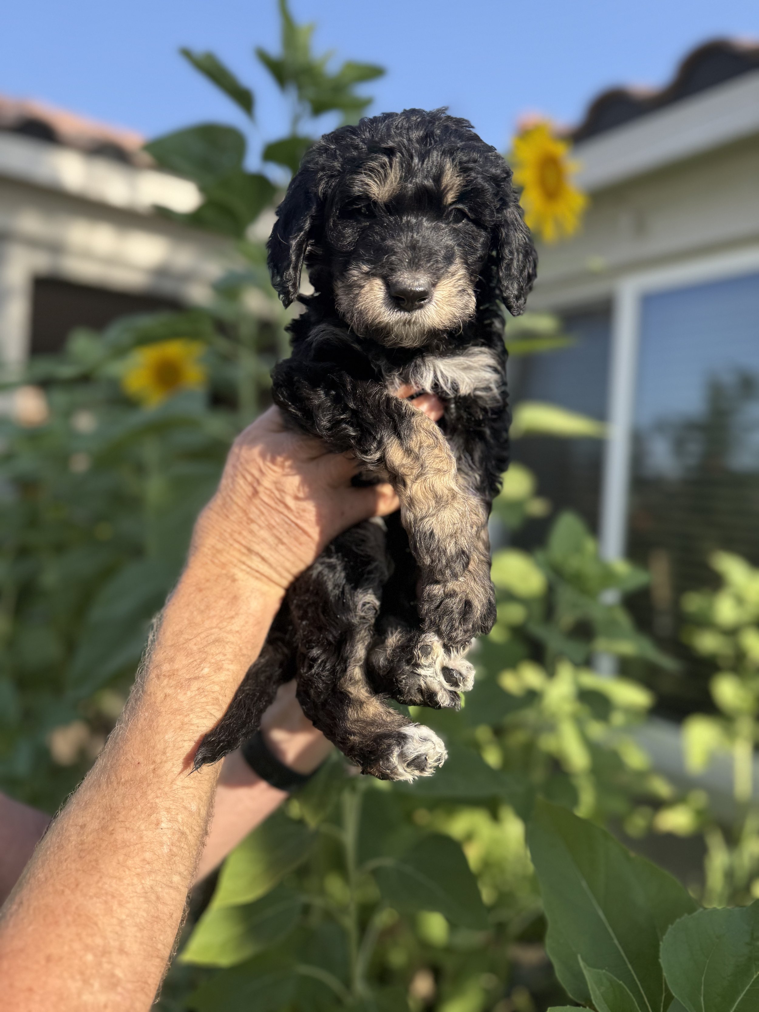 Female Marigold.jpeg