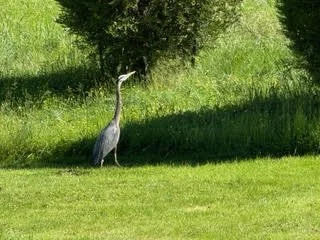 A heron standing on grass near trees in a sunny outdoor setting.