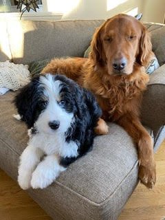 Two dogs, a black and white puppy and a golden retriever, sitting on a gray sofa in a cozy living room.