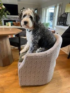 A black and white dog sitting in a patterned armchair in a living room.