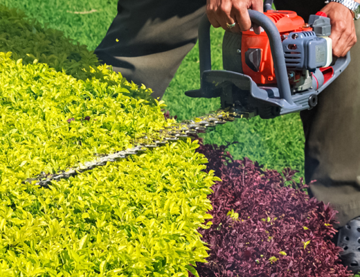 shrub-trimming-2-520x780-1-520x400.png