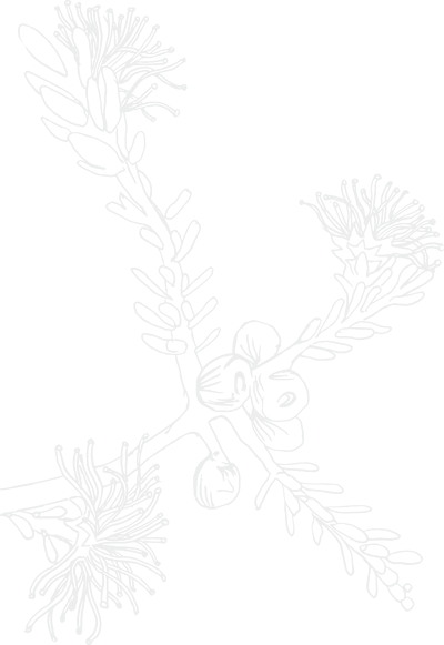 Line art illustration of a small pine branch with three pinecones.