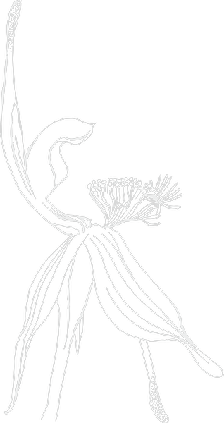 Outline drawing of a flower with long petals and a central cluster of stamens on a black background.