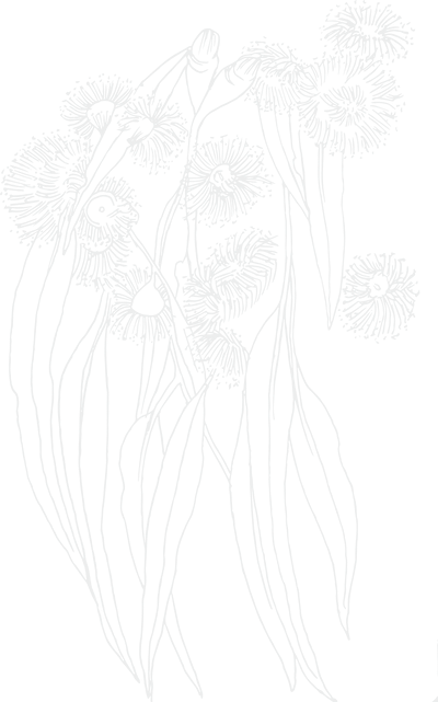 Line drawing of dandelions with their stems and flower heads.