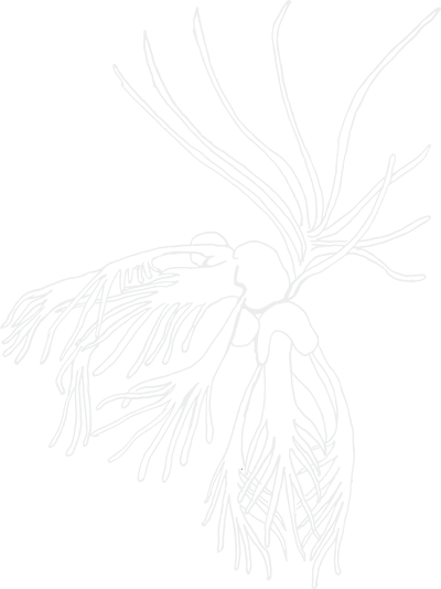 Line drawing of a plant with elongated leaves and roots against a black background.