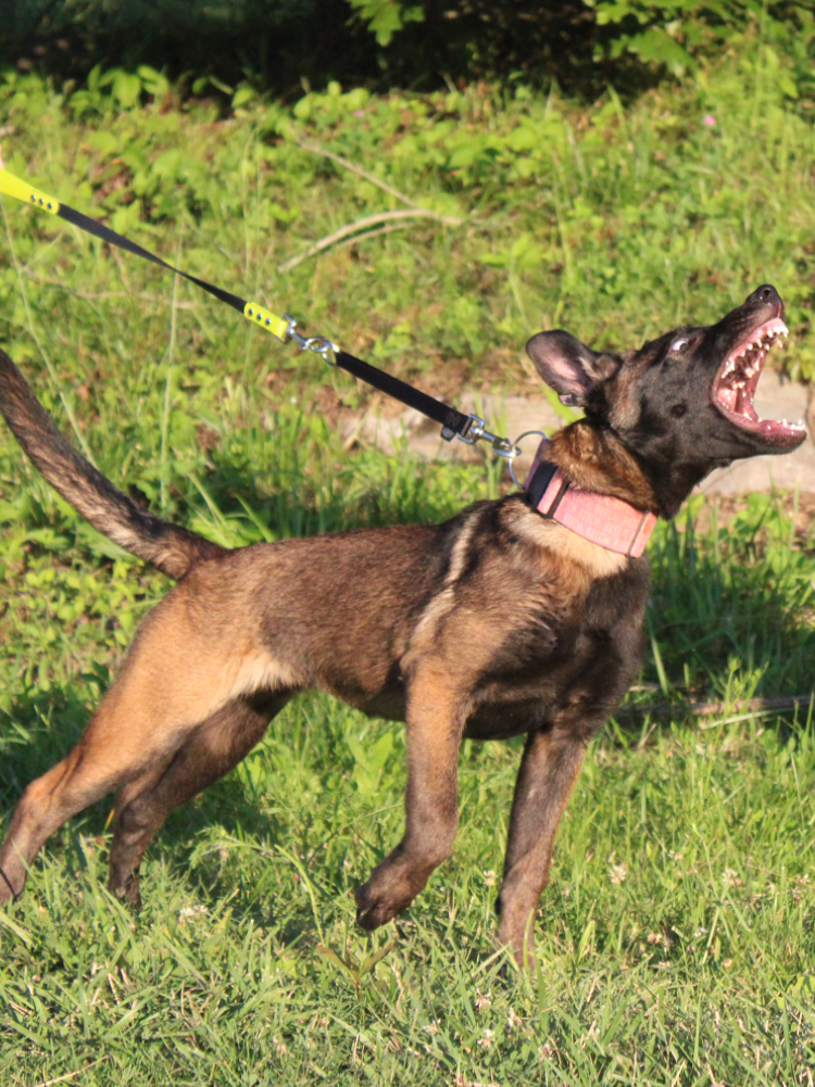 Puppy Protection Development with 4 month old Belgian Malinois. The Puppy is being built by Nonpareil K9 on a leather rag to develop grip and drive.