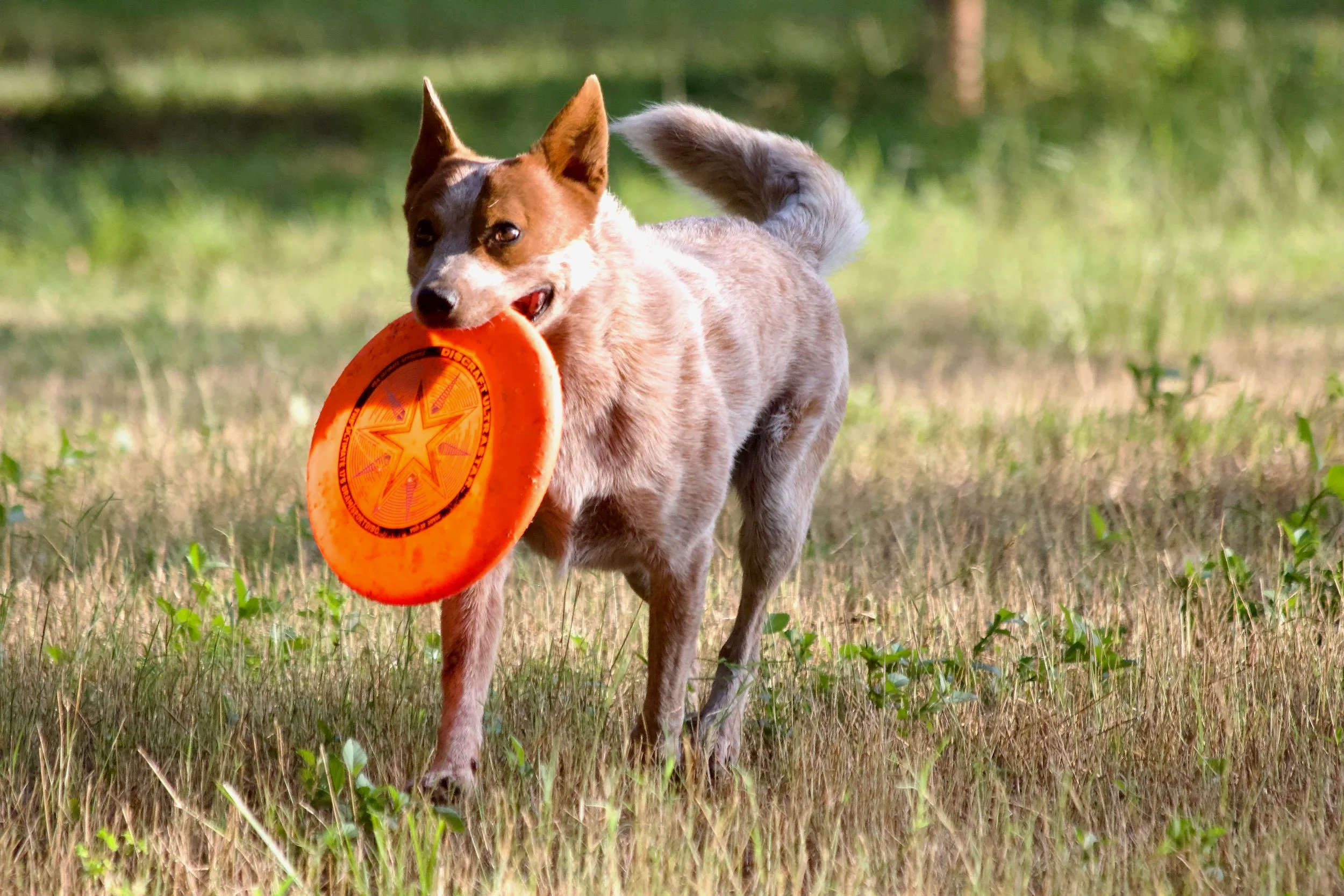 Dog playing fetch with an orange frisbee in a grassy outdoor area.
