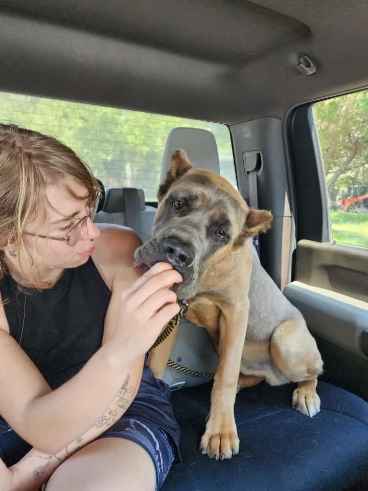 Head Trainer, Blaze Parker next to a large, tan and gray dog with floppy ears. The woman is gently touching the dog's lip while the dog looks at the camera with a relaxed expression.