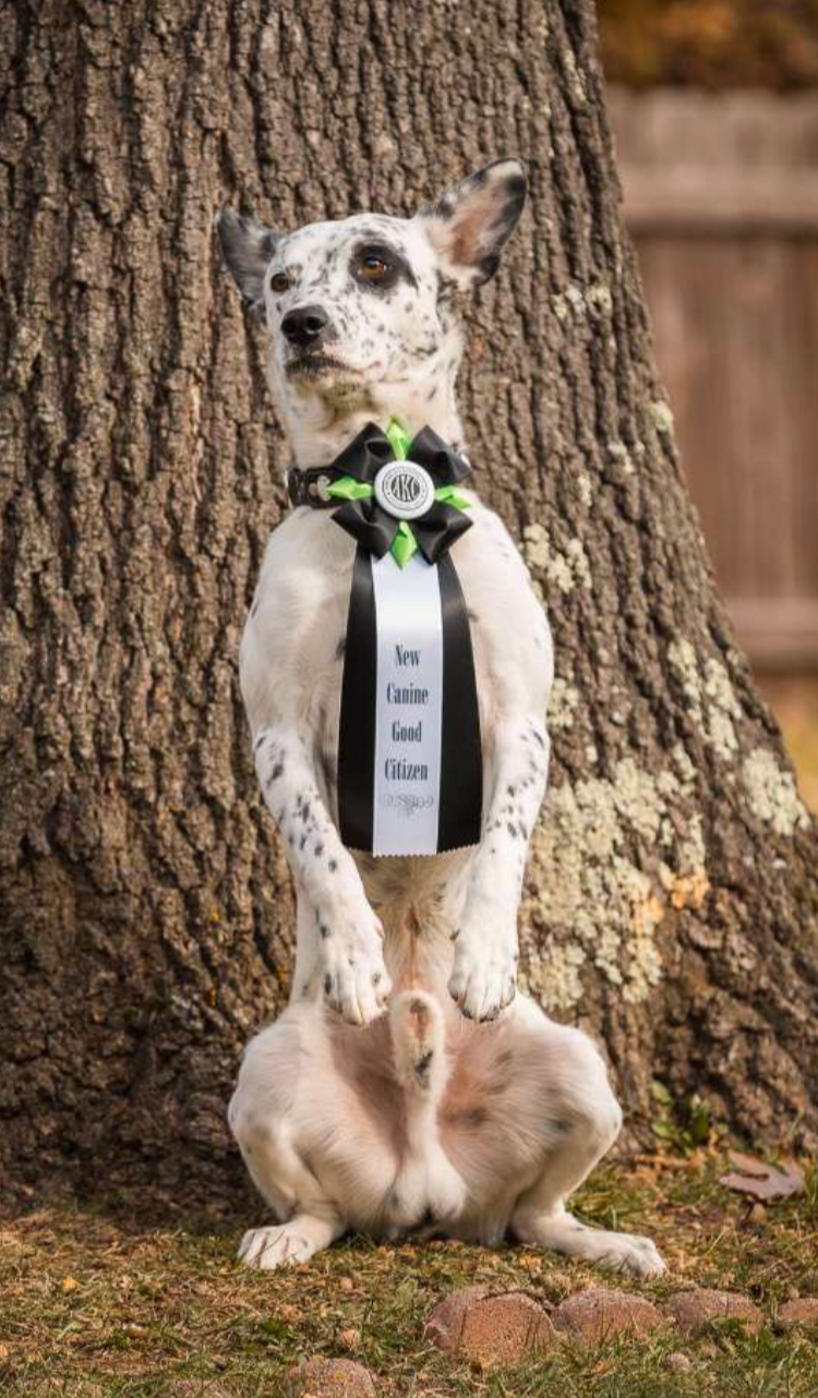 Canine Good Citizen Awarded Dog Sitting Pretty in front of a tree. The dog was trained by Nonpareil K9 and has a CGC ribbon on his chest.