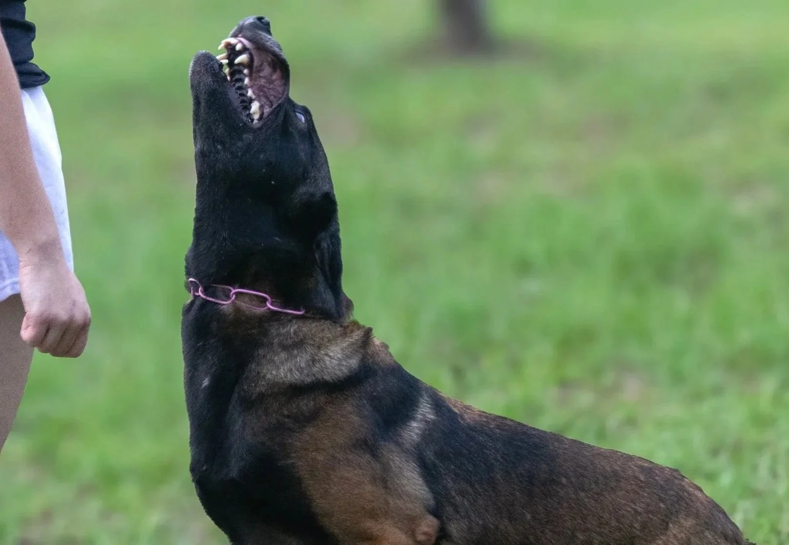 German Shepherd dog sitting on grass with its mouth open, facing a person standing nearby.