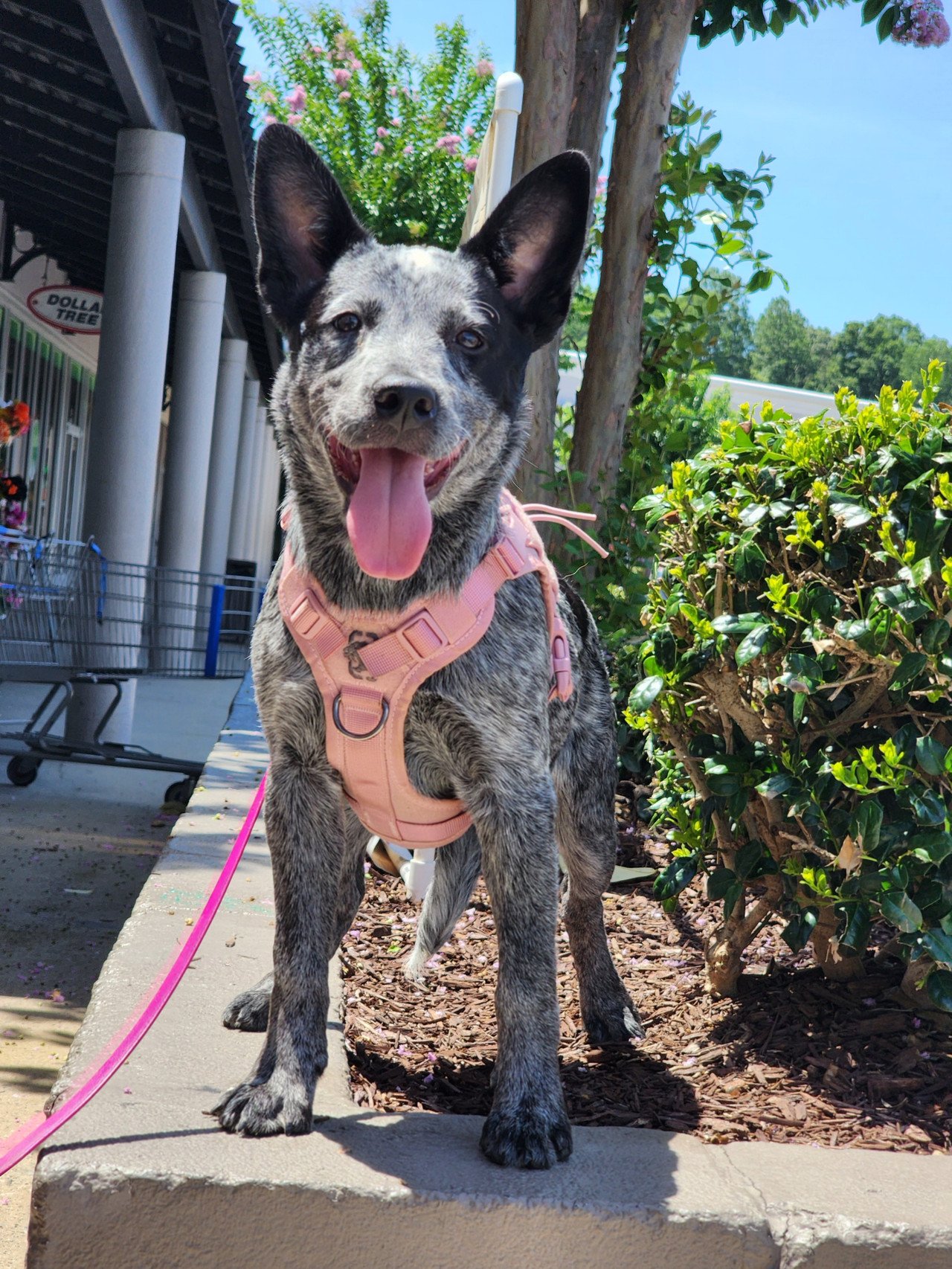 A Happy Puppy enrolled in Nonpareil K9's Puppy Training Program is outside waiting for Treats at Petsmart.